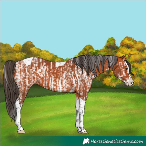 Horse Color:Bay Splash Tobiano  and Bay Splash Tobiano 