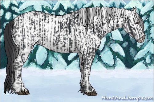 Horse Color:Black  and White Spotted Black 