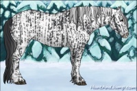 Horse Color:Black  and White Spotted Black 