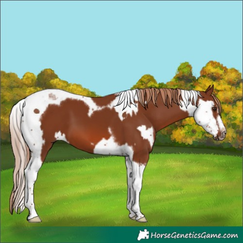 Horse Color:Chestnut Splash Tobiano and Chestnut Splash Tobiano Frame
