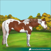 Horse Color:Chestnut Splash Tobiano and Chestnut Splash Tobiano Frame