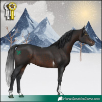 Horse Color:Brown Tobiano 