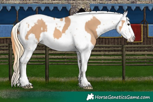 Horse Color:Red Dun Splash Tobiano  and Red Dun Splash Tobiano 