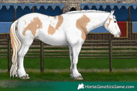 Horse Color:Red Dun Splash Tobiano and Red Dun Splash Tobiano