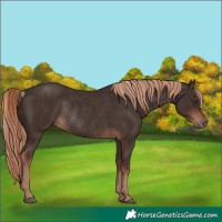 Horse Color:Liver Chestnut Rabicano 