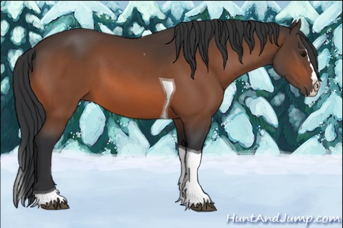 Horse Color:Bay Splash Tobiano