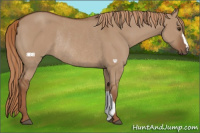 Horse Color:Red Dun Rabicano