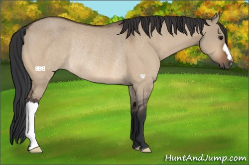 Horse Color:Bay Dun Rabicano
