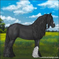Horse Color:Black 