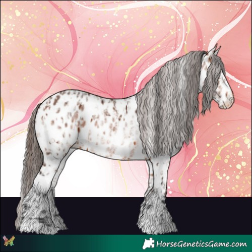 Horse Color:Bay Appaloosa  and White Spotted Bay Appaloosa 