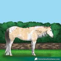 Horse Color:Smoky Black Splash Tobiano  and Buckskin Splash Tobiano 