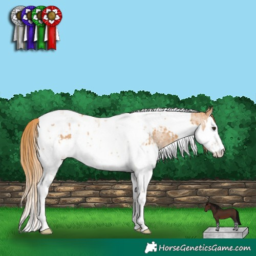 Horse Color:Chestnut Splash Tobiano  and Red Roan Splash Tobiano 