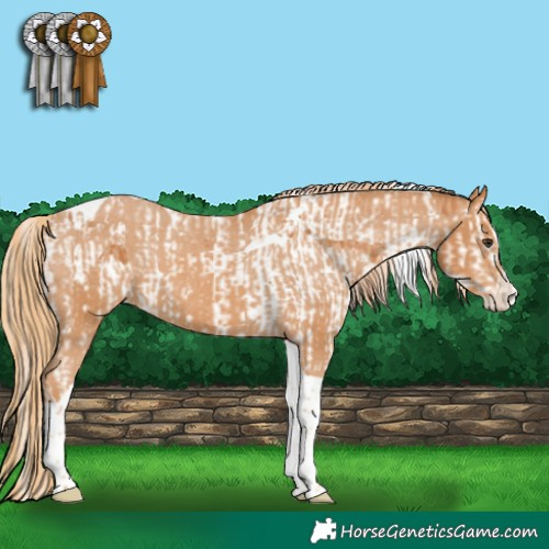 Horse Color:Chestnut Splash Tobiano  and Chestnut Splash Tobiano Appaloosa 