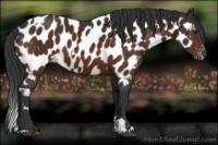 Horse Color:Brown Sabino Splash Near Leopard  and Brown Sabino Near Leopard 