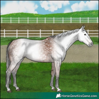 Horse Color:Gray Bay