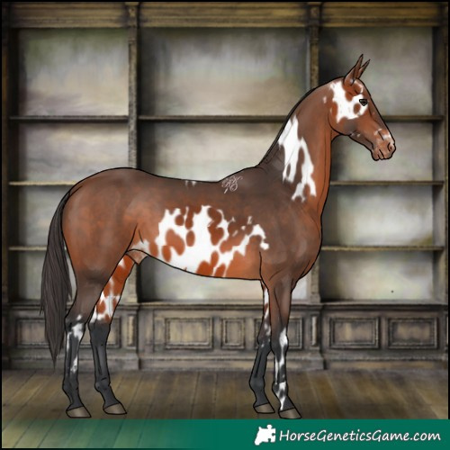 Horse Color:Bay Appaloosa  and Bay 