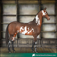 Horse Color:Bay Appaloosa  and Bay 