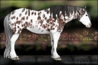Horse Color:Bay Sabino Splash Appaloosa  and Bay Sabino Splash Appaloosa 