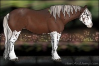 Horse Color:Bay Sabino Splash Varnish  and Silver Bay Sabino Splash Varnish 