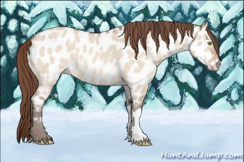 Horse Color:Amber Champagne Dun Near Leopard 
