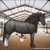Horse Color:Smoky Black 