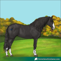 Horse Color:Smoky Black 