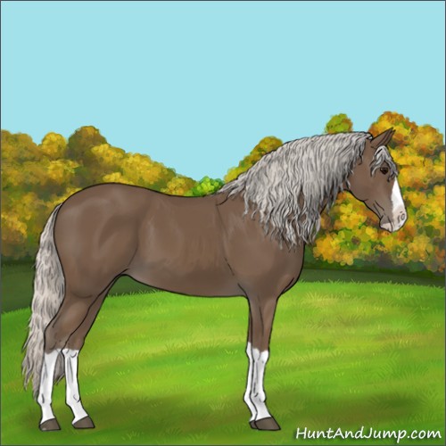 Horse Color:Silver Black Splash