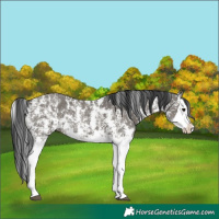 Horse Color:Grullo Sabino Splash  and Grullo Sabino Splash 
