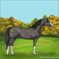 Horse Color:Grullo Sabino Splash  and Grullo Sabino Splash 