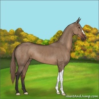 Horse Color:Liver Red Dun 