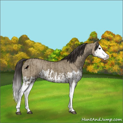 Horse Color:Smoky Grullo Sabino Splash and Smoky Grullo Sabino Splash