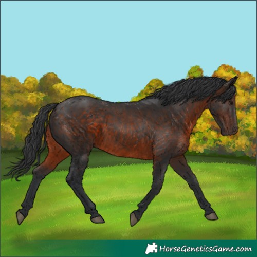 Horse Color:Brown 