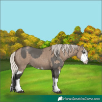 Horse Color:Grullo Sabino Splash  and Silver Grullo Sabino Splash 