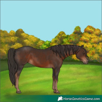 Horse Color:Liver Chestnut 
