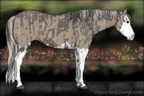 Horse Color:Grullo Sabino Splash and Silver Grullo Sabino Splash