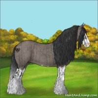 Horse Color:Grullo Sabino Splash and Grullo Sabino Splash Rabicano