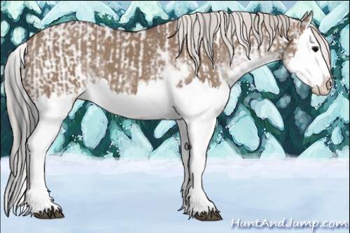 Horse Color:Grullo Sabino Splash  and Silver Grullo Sabino Splash 