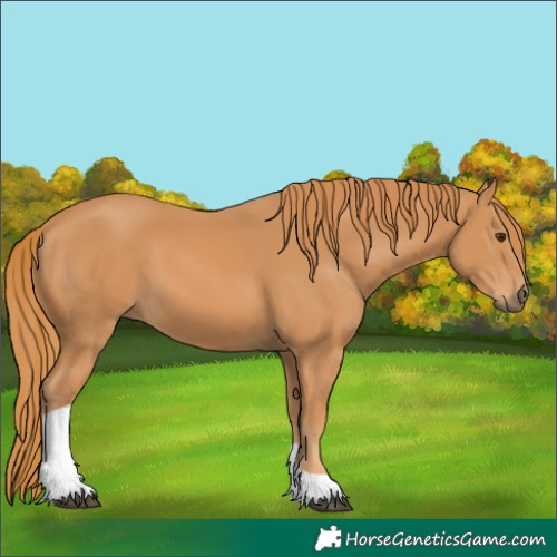 Horse Color:Chestnut Tobiano