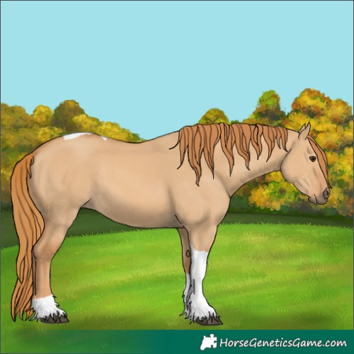 Horse Color:Red Dun Tobiano