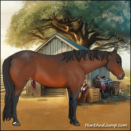 Horse Color:Bay Varnish