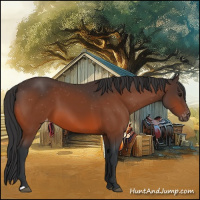 Horse Color:Bay Appaloosa 