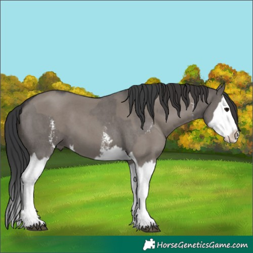 Horse Color:Grullo Sabino Splash  and Smoky Grullo Sabino Splash 
