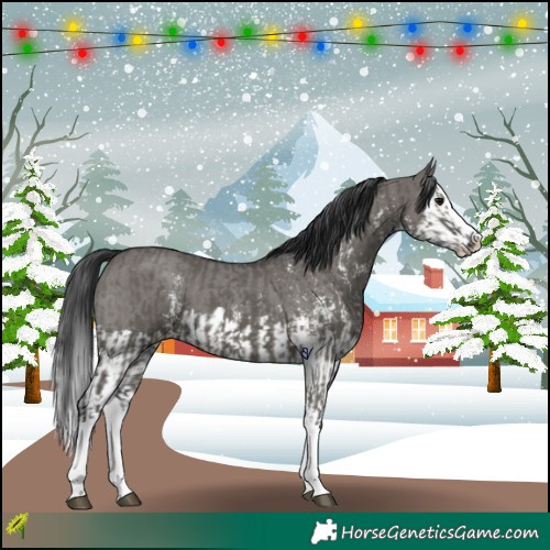 Horse Color:Grullo Sabino Splash  and Grullo Sabino Splash 