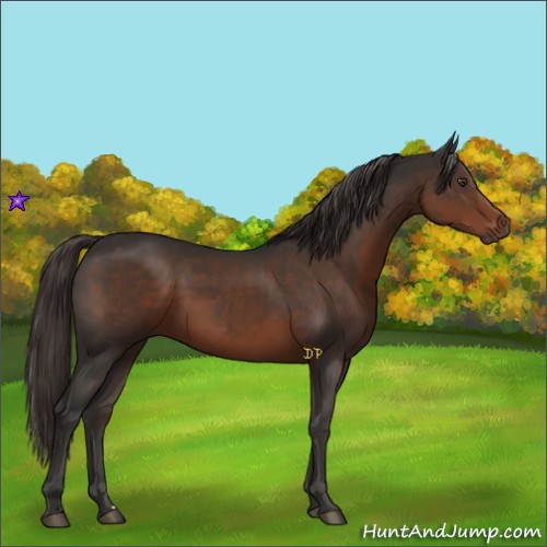 Horse Color:Liver Chestnut