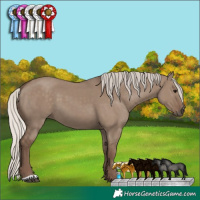 Horse Color:Silver Grullo 