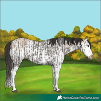 Horse Color:Grullo Sabino Splash  and Bay Dun Sabino Splash 
