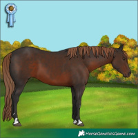 Horse Color:Liver Chestnut 
