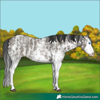 Horse Color:Grullo Sabino Splash  and Grullo Sabino Splash 