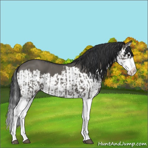Horse Color:Grullo Sabino Splash and Grullo Sabino Splash