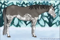 Horse Color:Grullo Sabino Splash  and Grullo Sabino Splash 